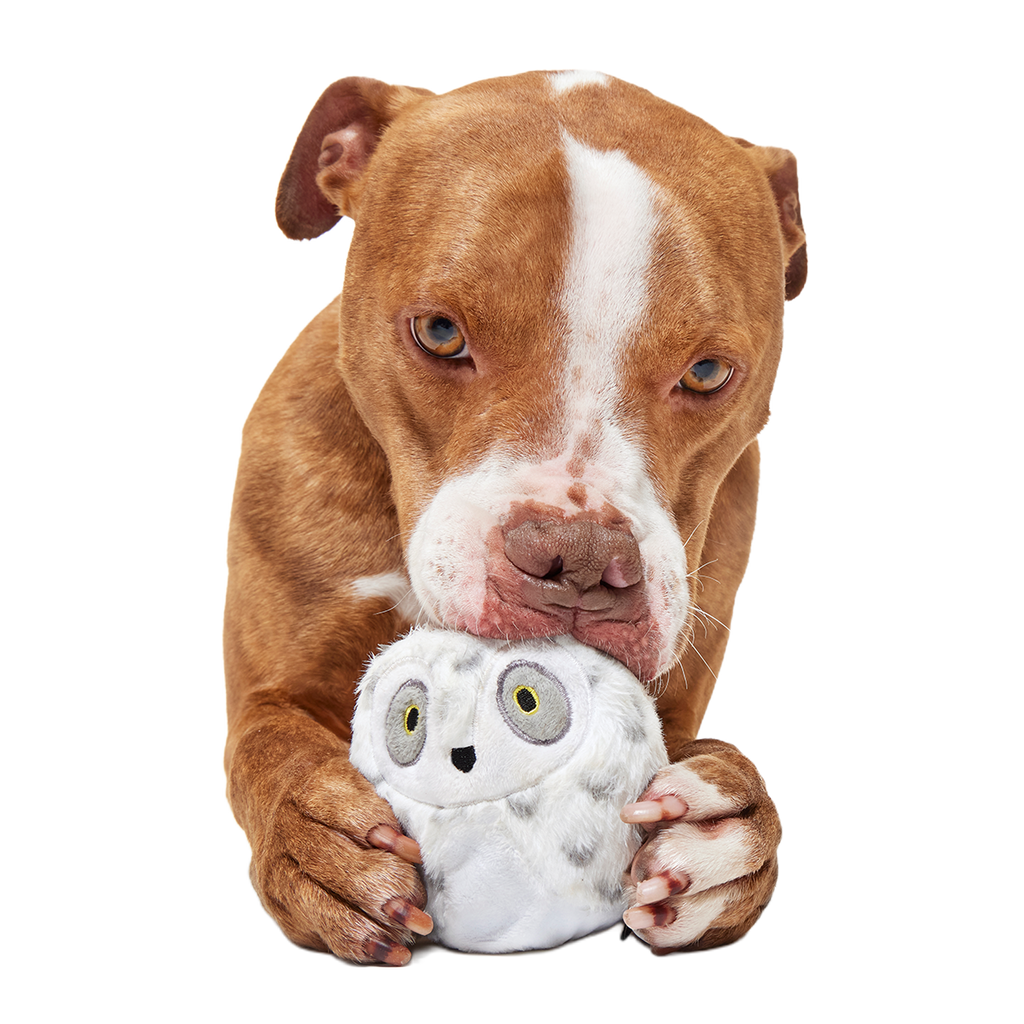 HARRY POTTER™ Super Chewer Durable Multi-Part + Fetch Dog Toy Bundle