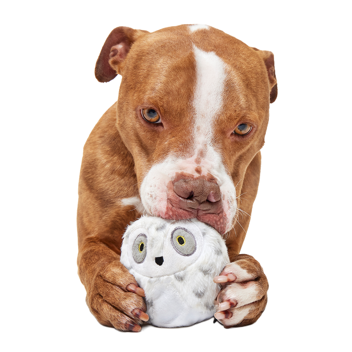 HARRY POTTER™ Super Chewer Durable Multi-Part + Fetch Dog Toy Bundle