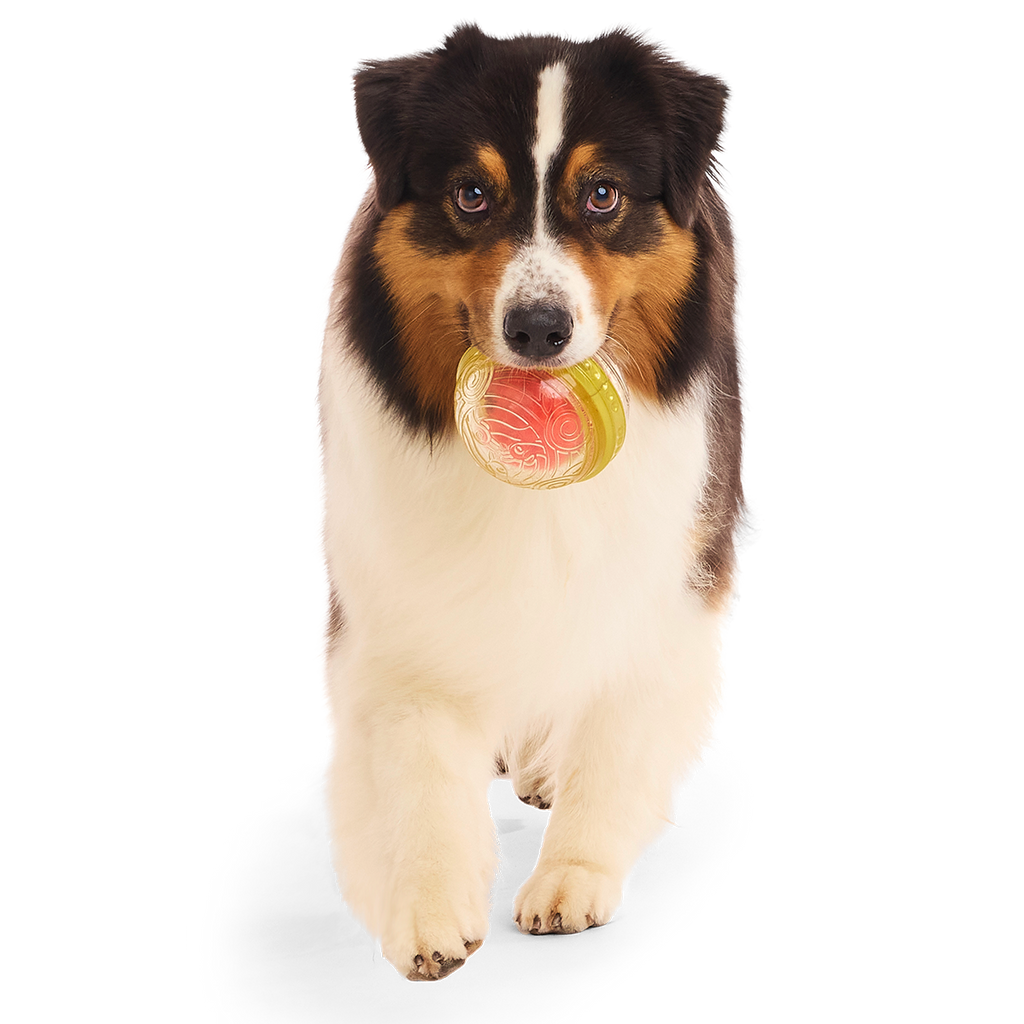 HARRY POTTER™ Super Chewer Durable Multi-Part + Fetch Dog Toy Bundle