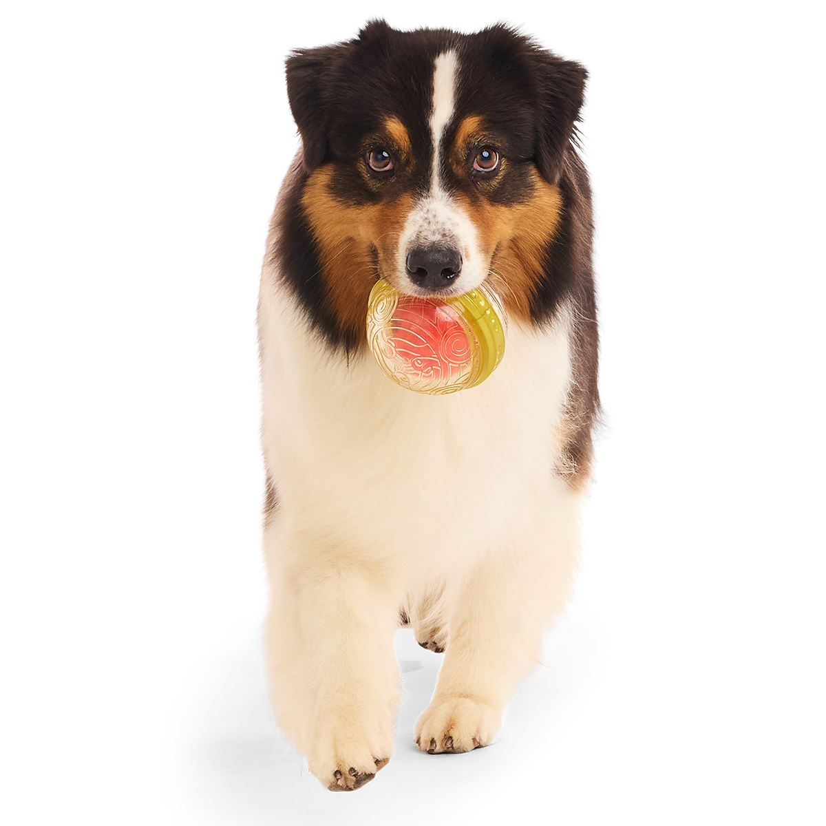 HARRY POTTER™ Super Chewer Durable Multi-Part + Fetch Dog Toy Bundle